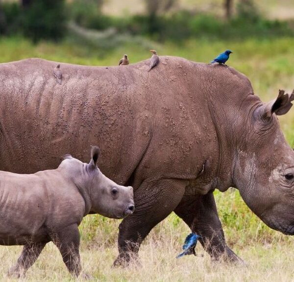 Ol Pejeta Conservancy