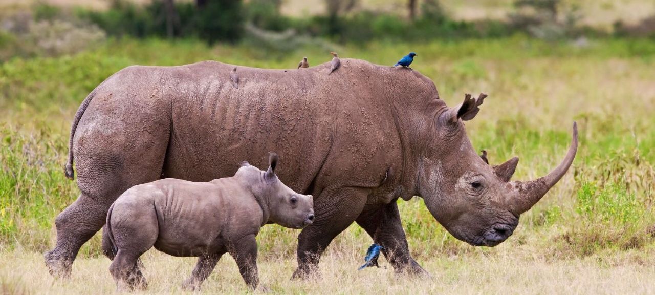 Ol Pejeta Conservancy
