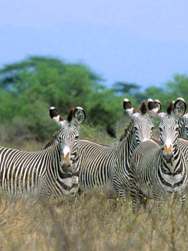 Meru National Park