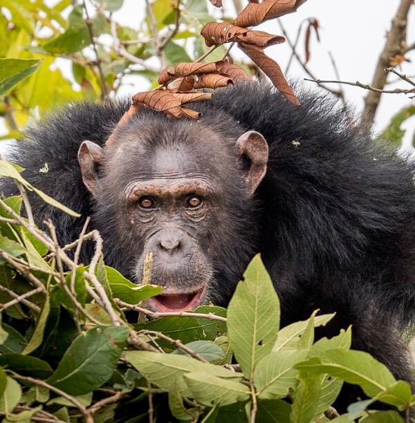 Rubondo Island National Park