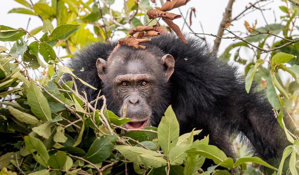 Rubondo Island National Park