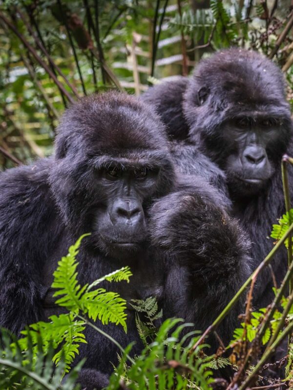 Bwindi
