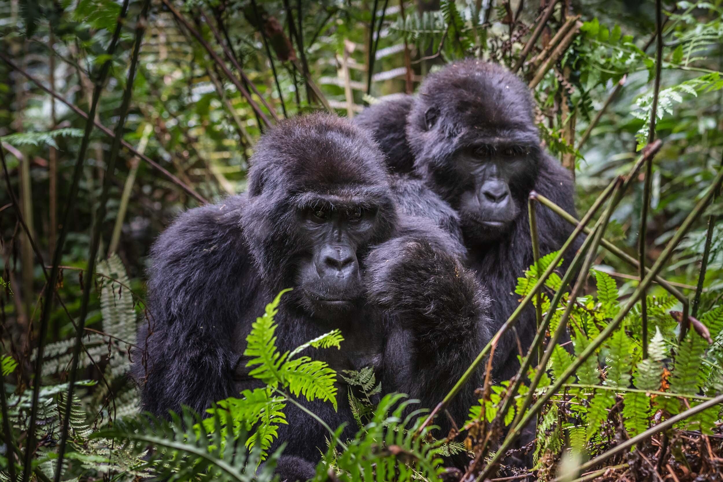Bwindi