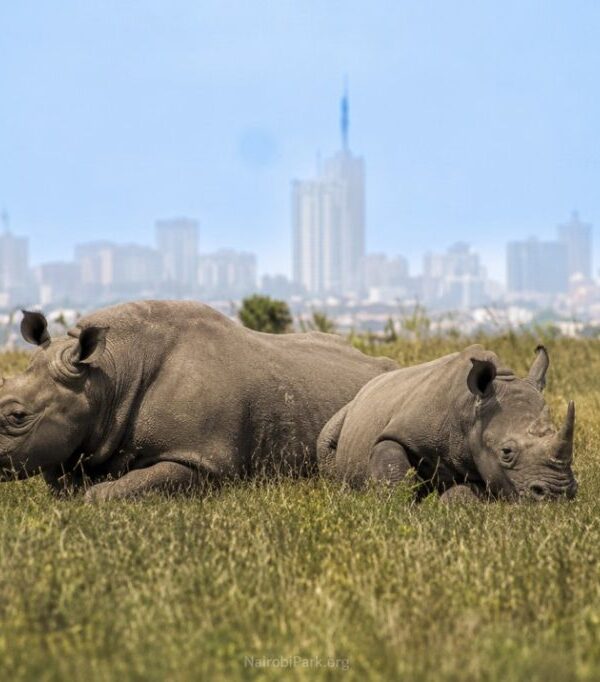 Nairobi National Park