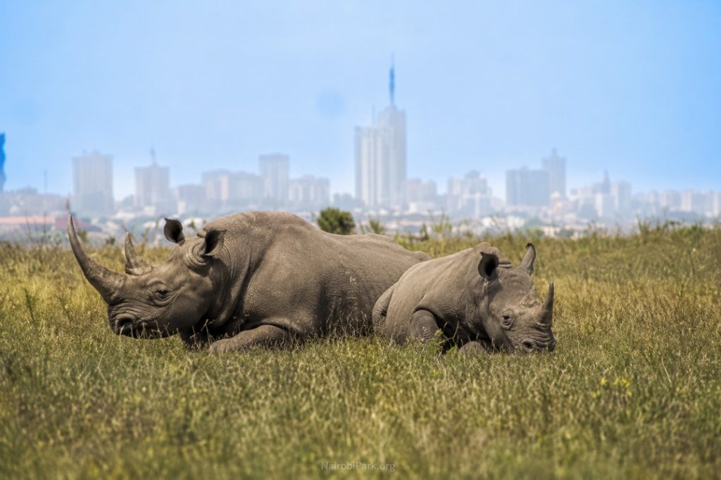 Nairobi National Park