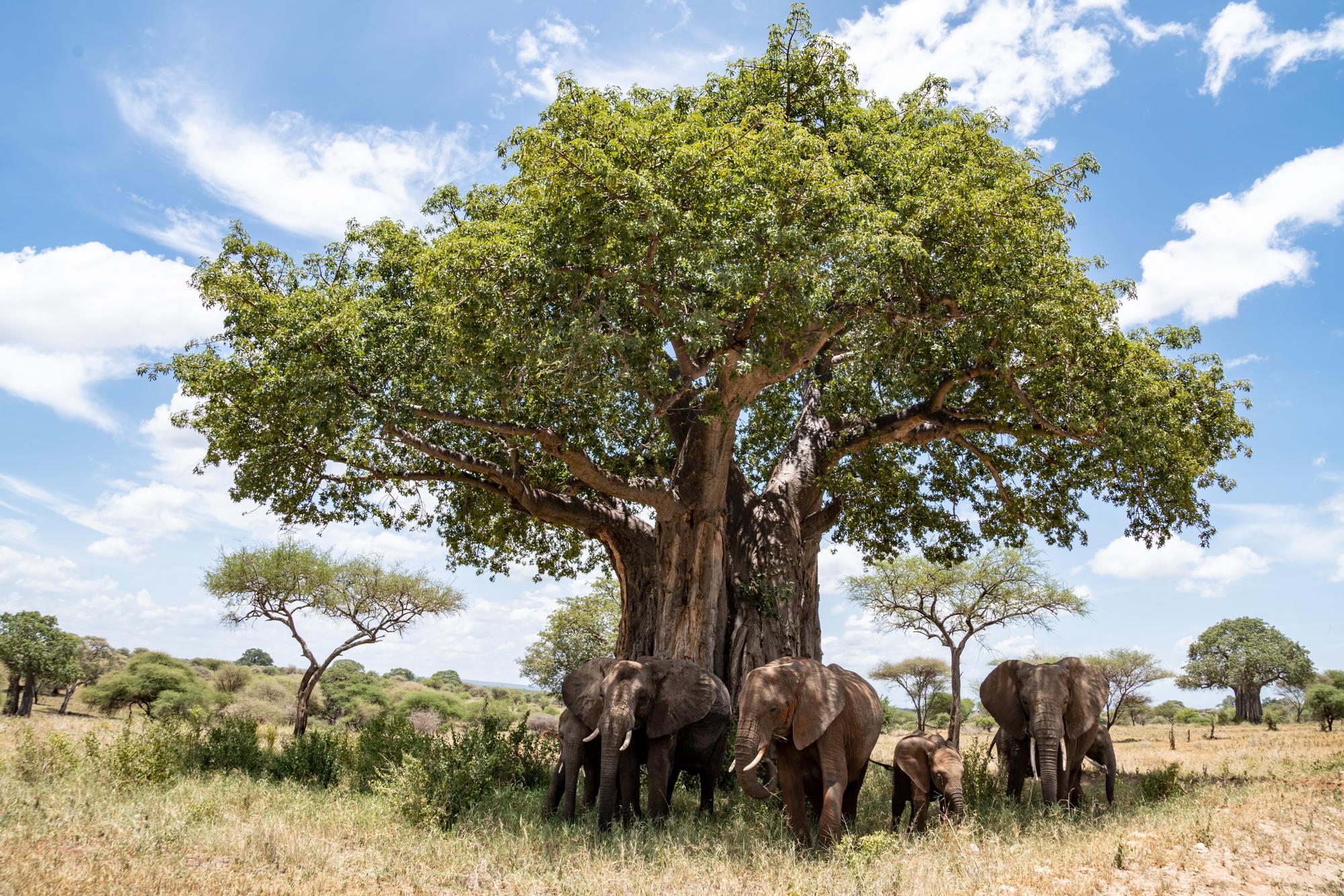 Tarangire National Park