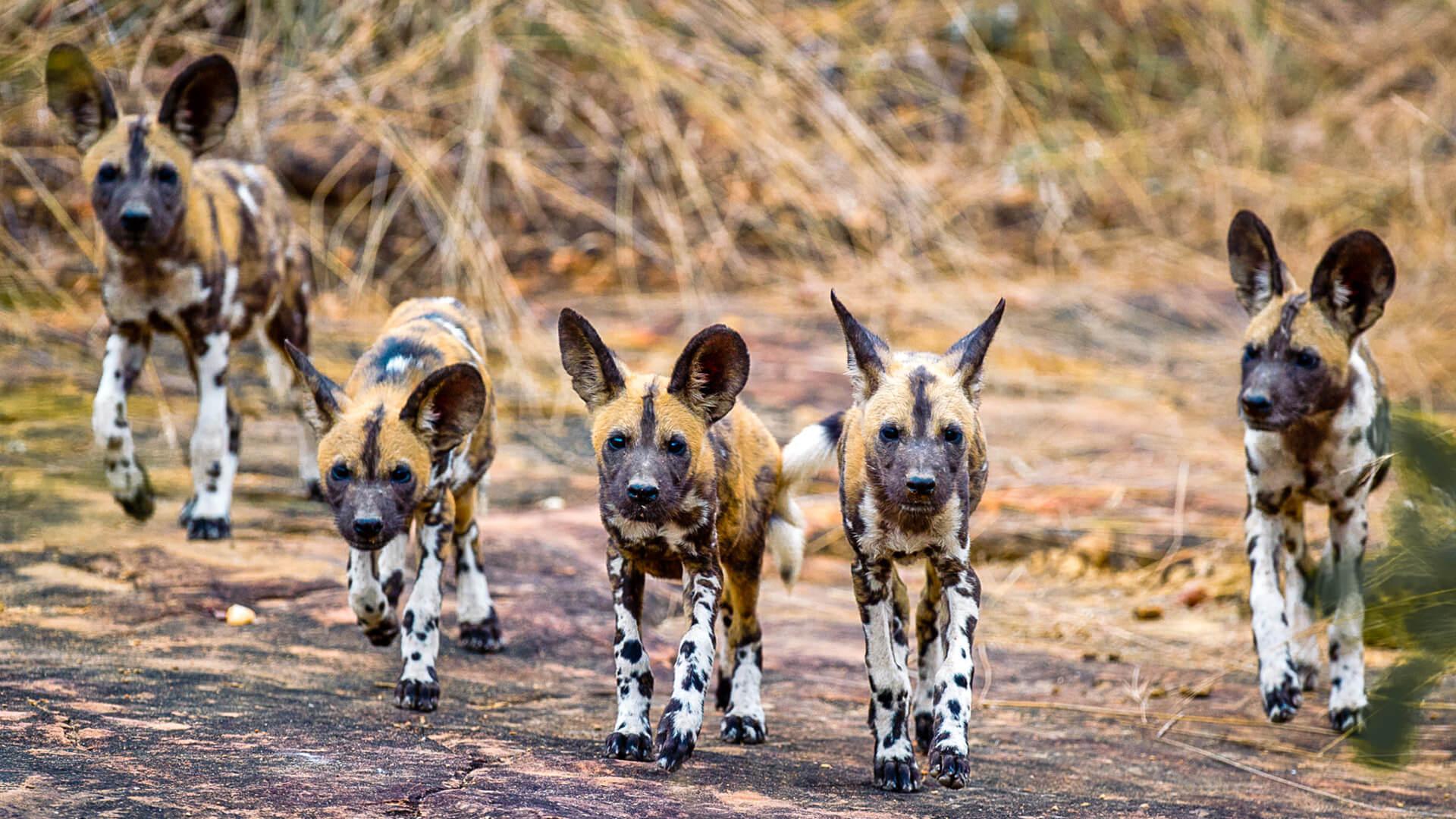 Nyerere National Park Tanzania | Wildlife Safari & Boat Safari