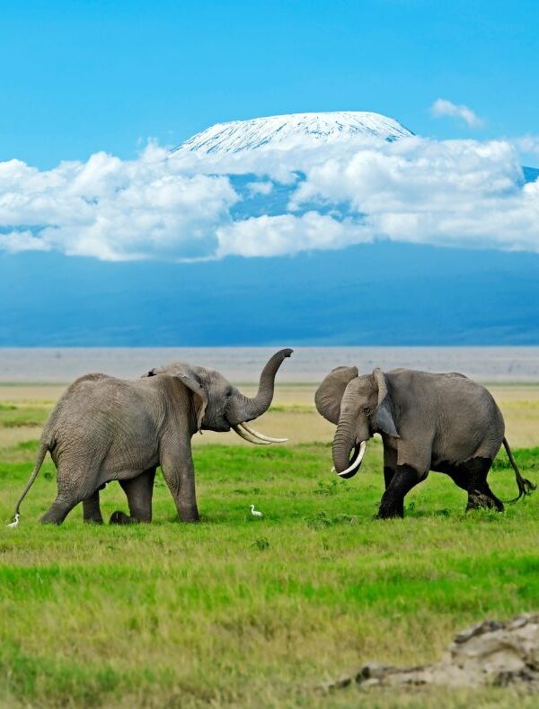 Amboseli