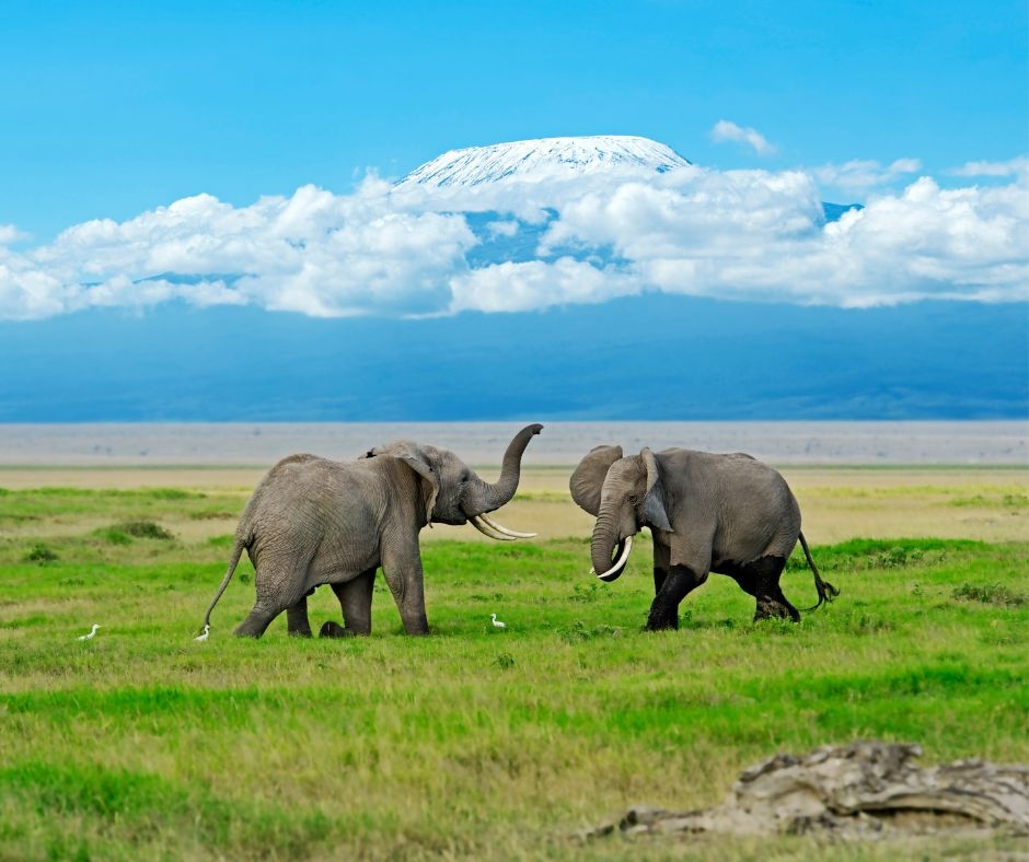 Amboseli