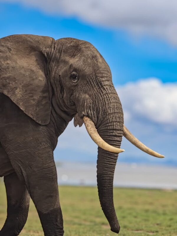 Amboseli