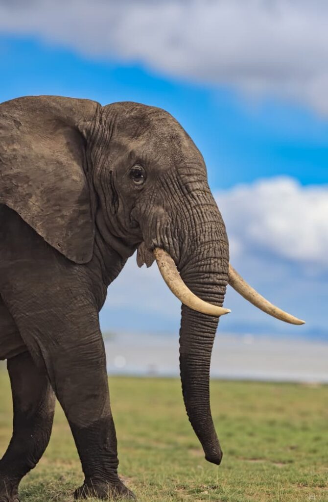 Amboseli & Kilimanjaro Views
