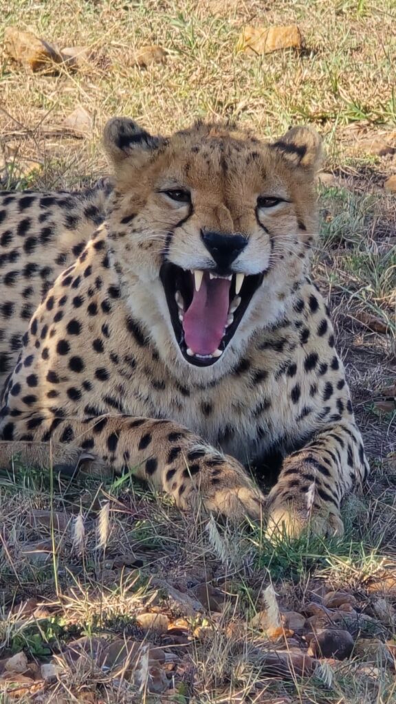 Photographic Safari: Mara & Samburu
