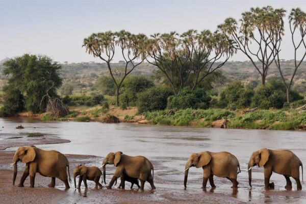 Aberdare National Park