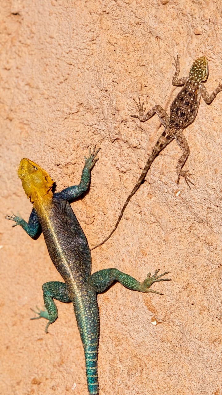 Angama Mara