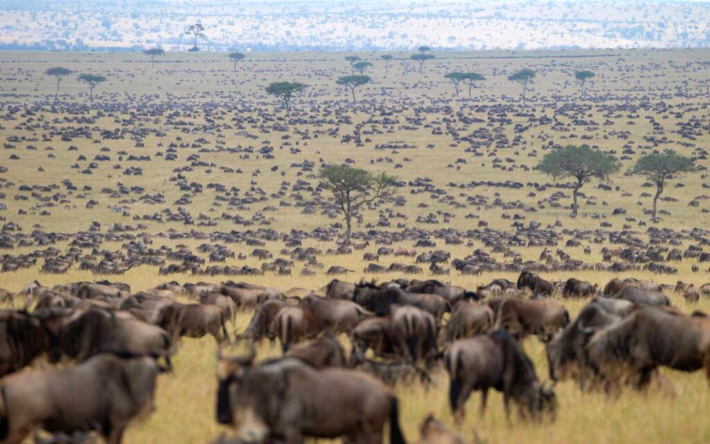 The Great Migration Luxury Safari