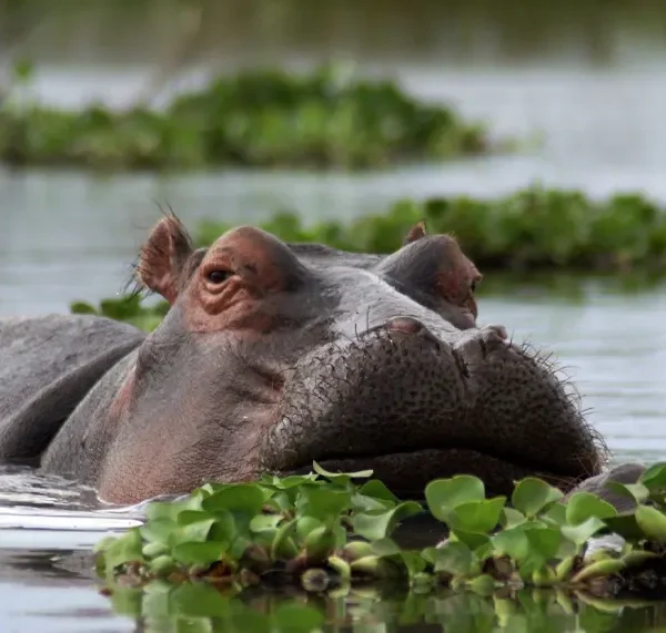 Lake Naivasha
