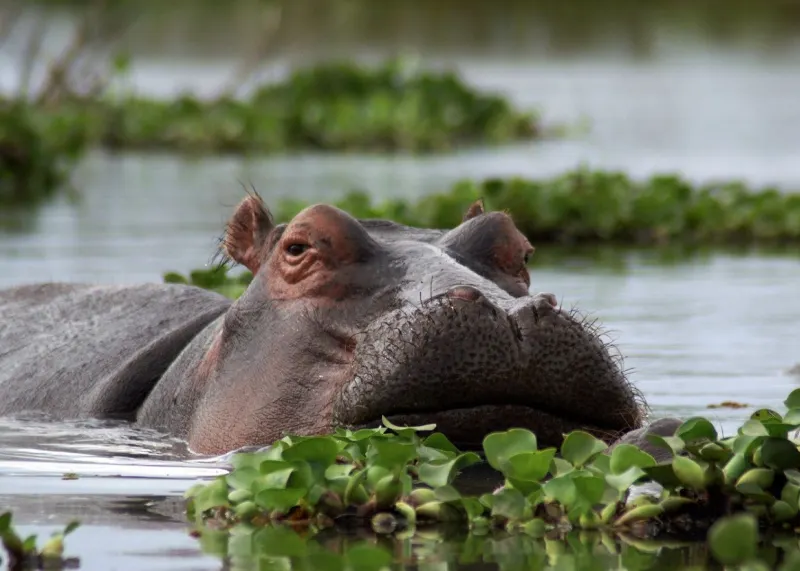Lake Naivasha