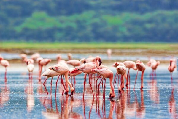 Lake Manyara