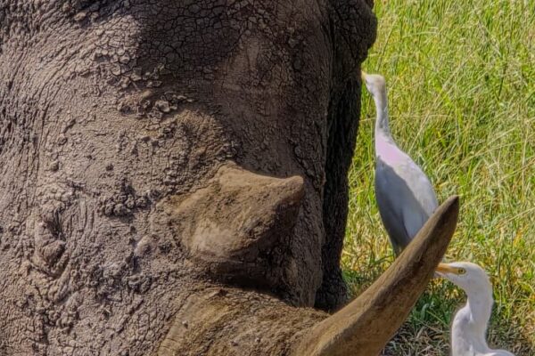 Ol Pejeta Bush Camp