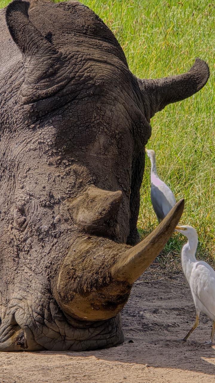 Ol Pejeta Bush Camp