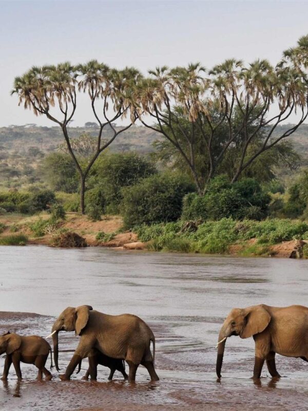 Meru National Park