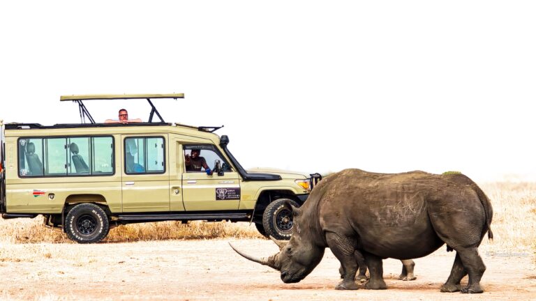 Your first safari: what to know before you book anything