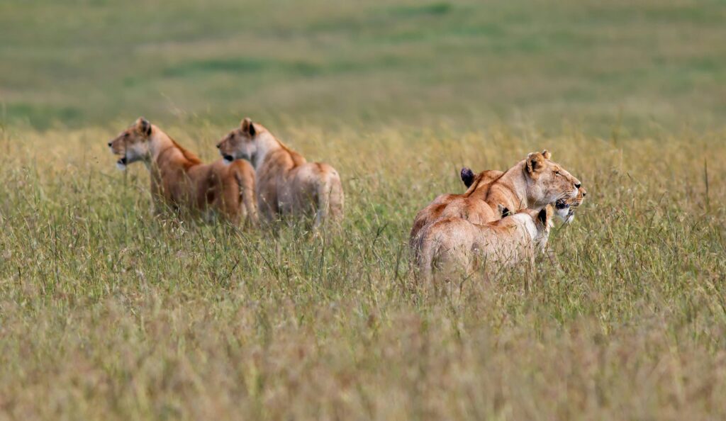 Masai Mara