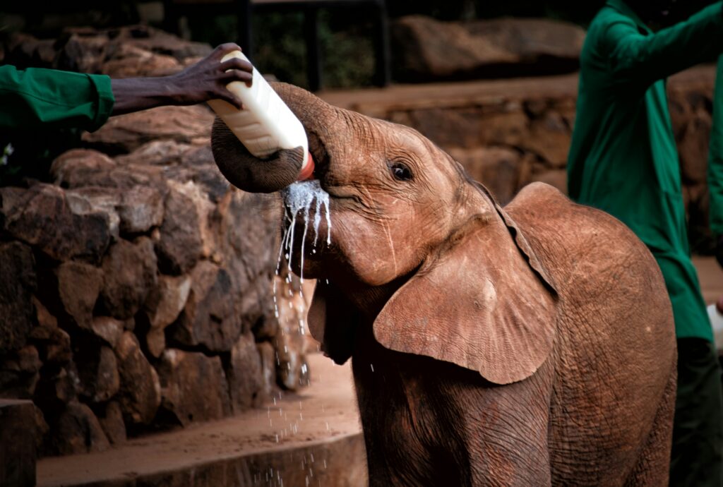 a rescued elephant calf feeding at Sheldrick Wildlife Trust in Nairobi