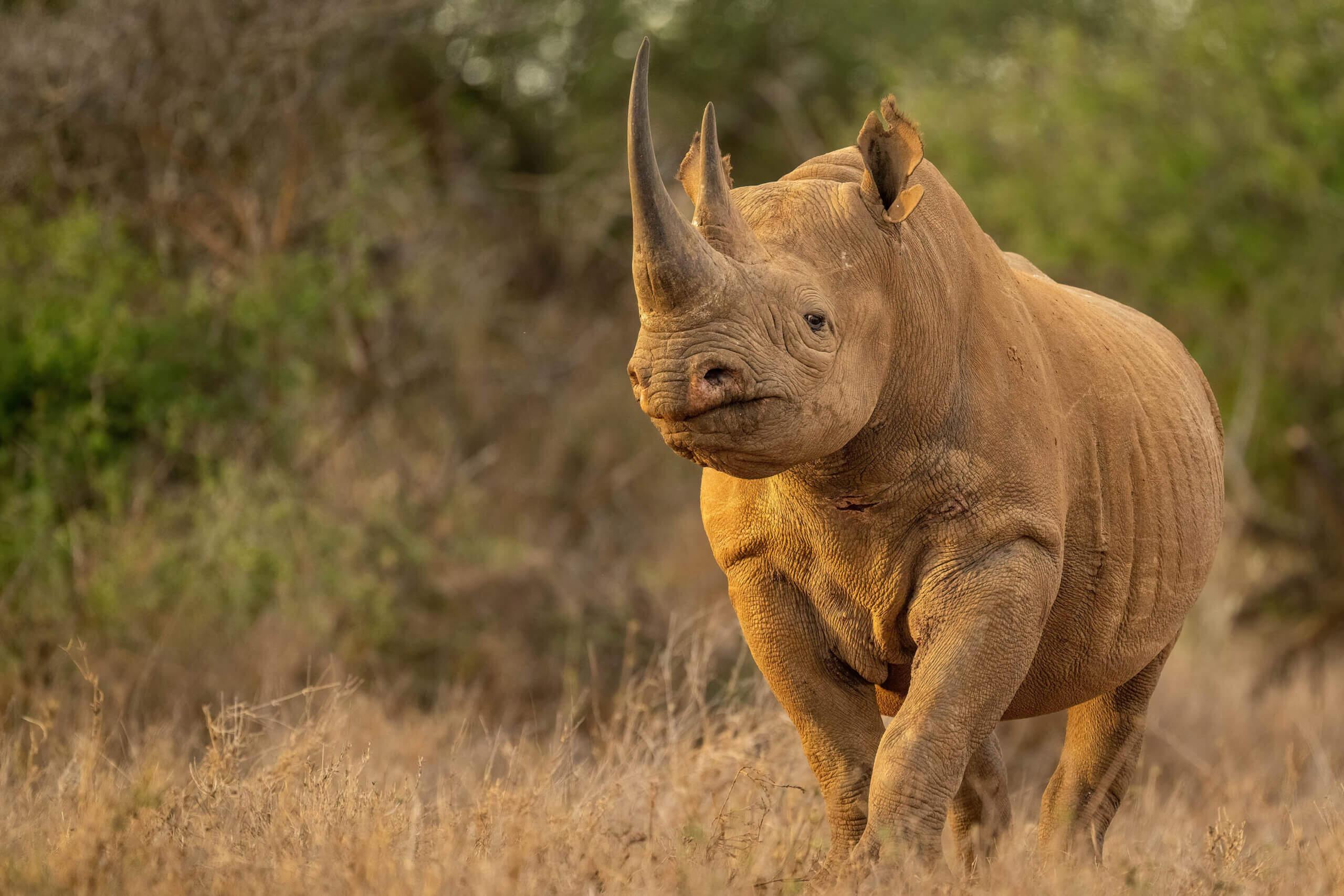 Mkomazi National Park