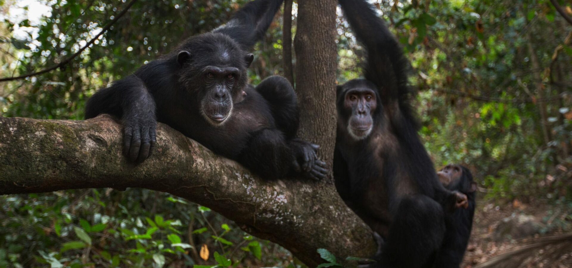 Gombe National Park