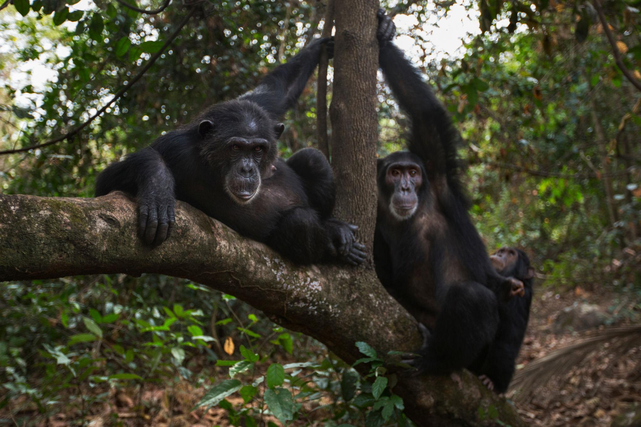 Gombe National Park