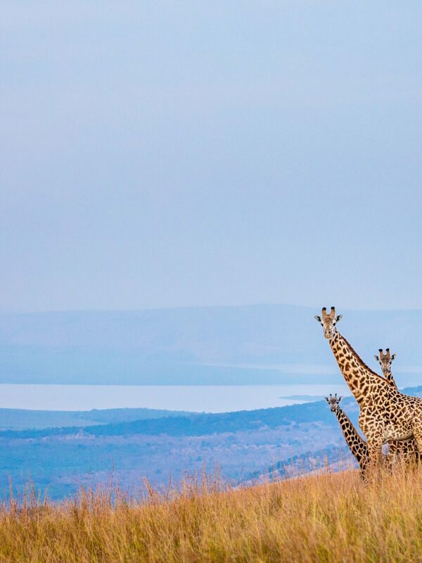 Akagera National Park Rwanda: Ultimate Safari Guide, Big 5 & Wildlife