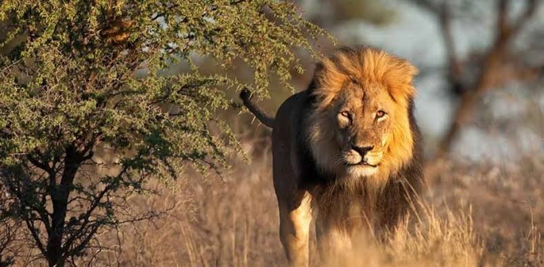 Akagera National Park Rwanda: Ultimate Safari Guide, Big 5 & Wildlife
