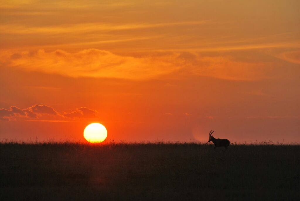 Masai Mara: the complete guide to Kenya’s greatest wildlife reserve