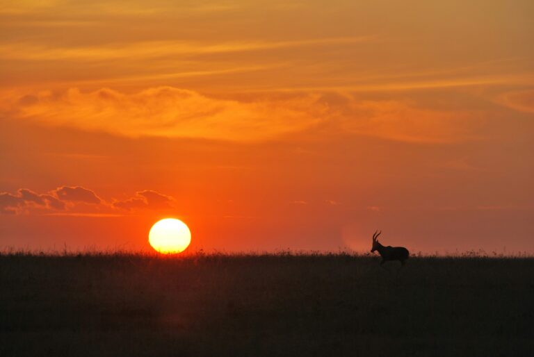 Masai Mara: the complete guide to Kenya’s greatest wildlife reserve