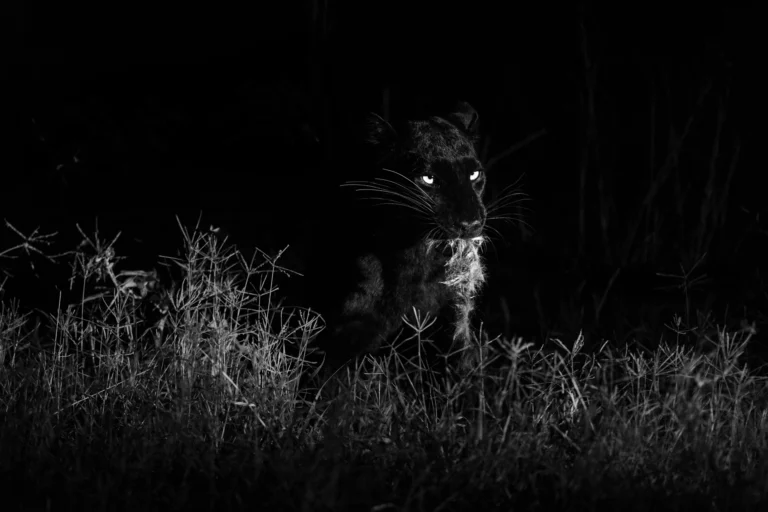 Giza Mrembo: The Black Leopard of Laikipia Who Changed the Way Kenya Does Safari