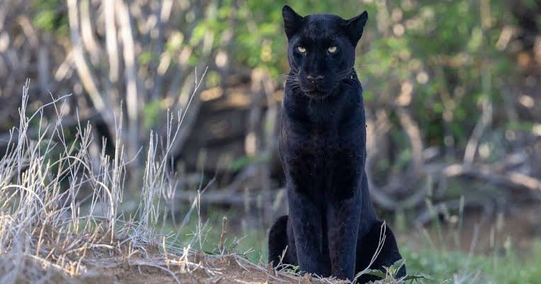 melanistic black leopard - Giza Mrembo, the balck leopard of Laikipia, Kenya