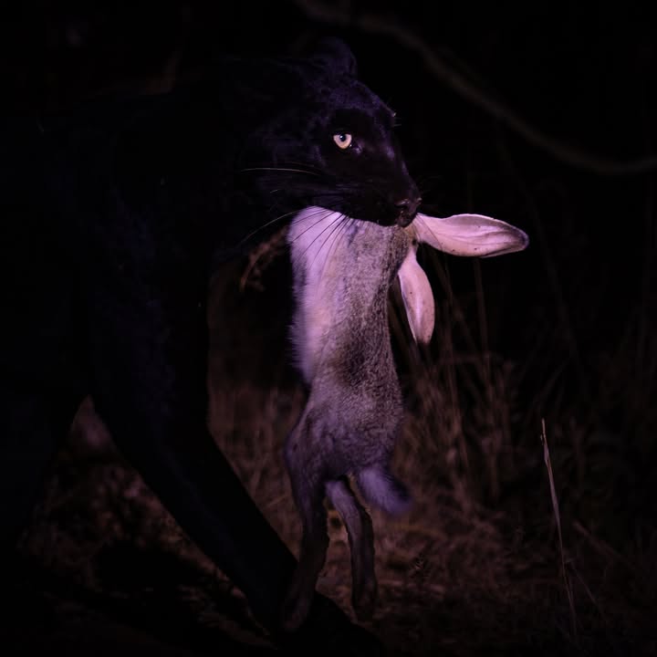 Giza Mrembo the black leopard of Laikipia, Kenya
