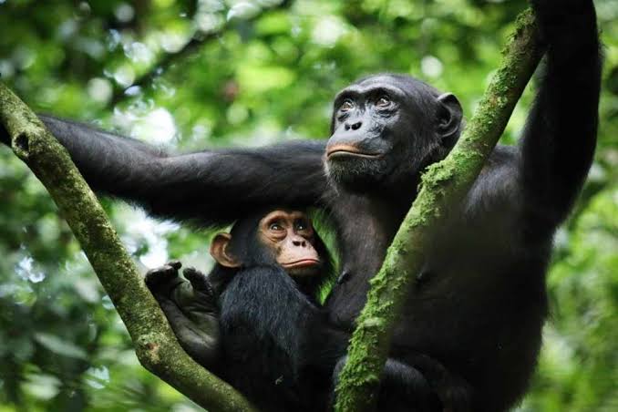 Discover Kibale National Park: Uganda's Primate Capital & Chimpanzee Tracking Paradise