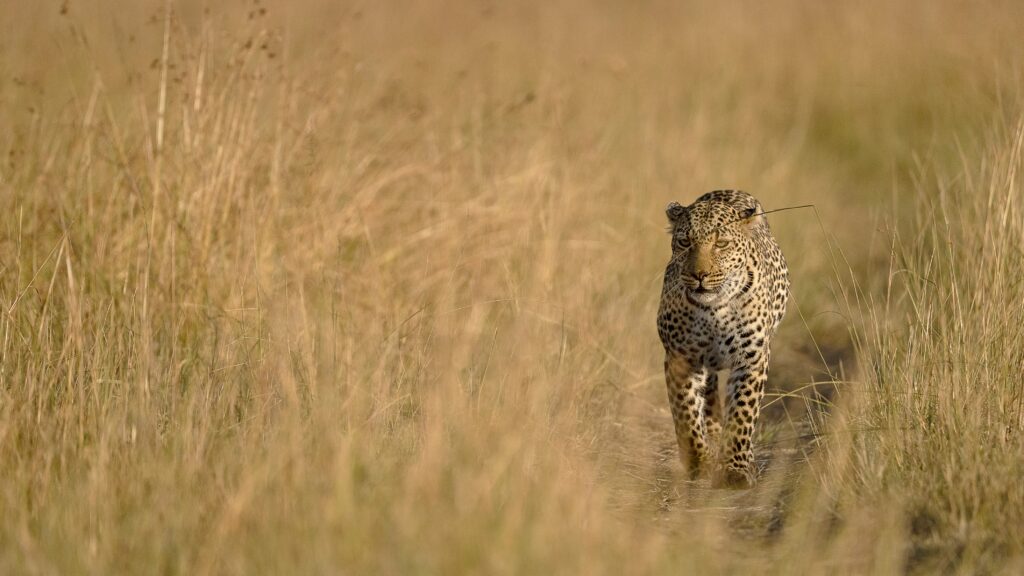 Leopard