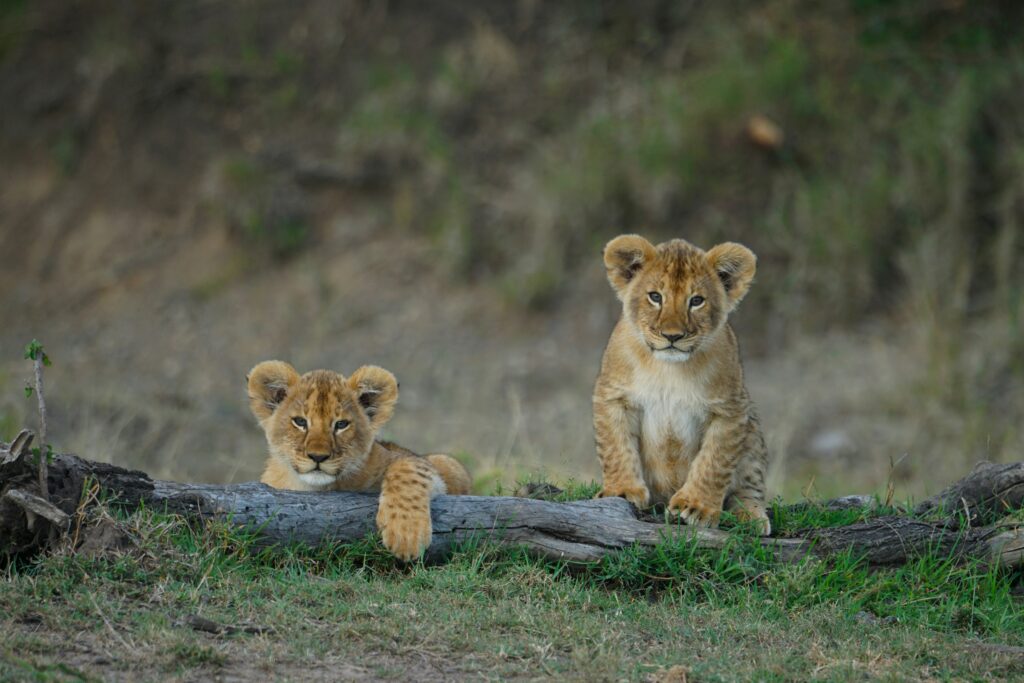Masai Mara, Kenya