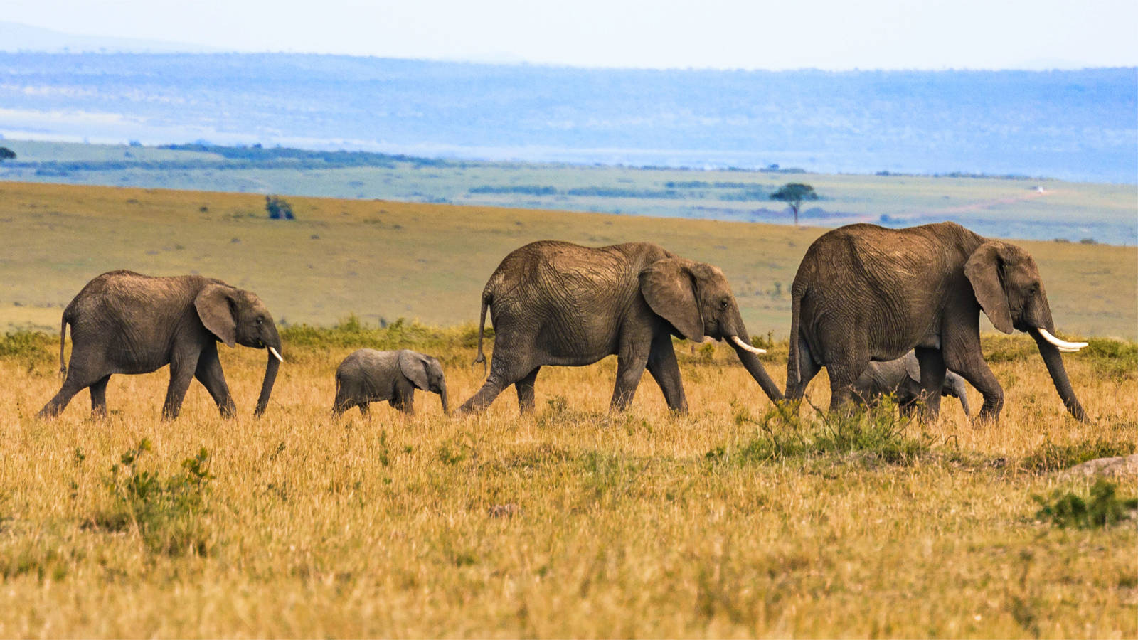 Mabira Forest: Uganda's Premier Rainforest Adventure Destination