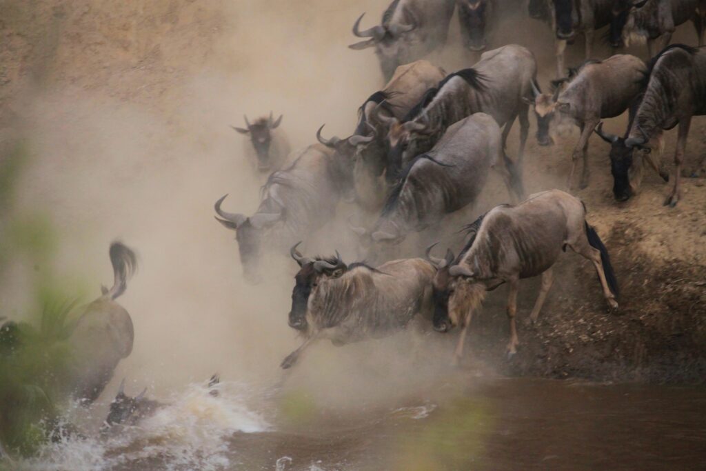 mara river crossing - wildebeest migration 2026