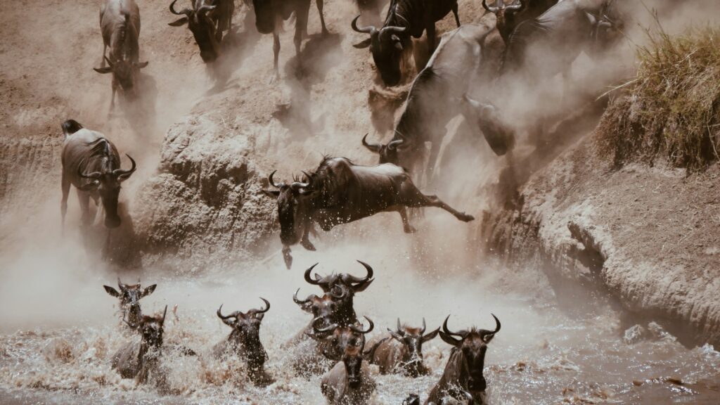 It Happened: The First Mara River Crossing of 2026 Unfolded Right In Front of Us