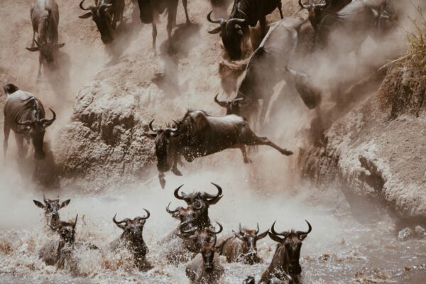 Wildebeest Migration 2026
