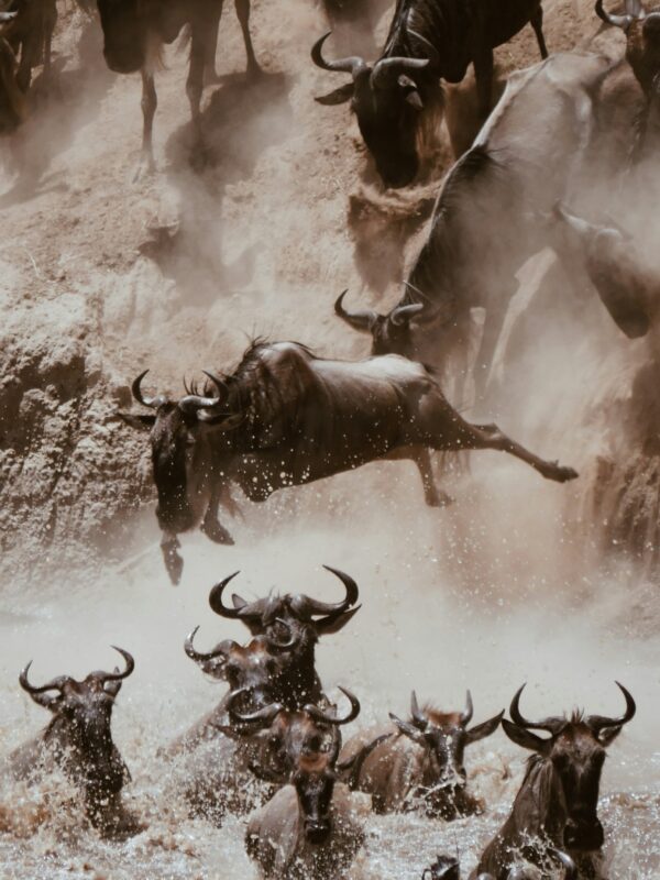 Serengeti National Park Safari | Luxury Tanzania Safaris