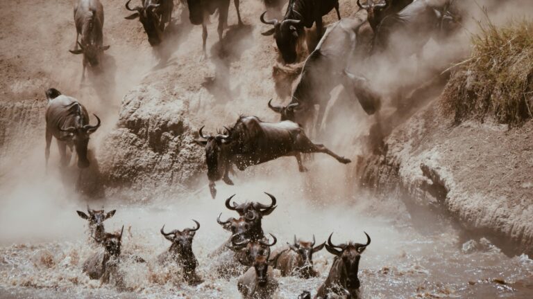 It Happened: The First Mara River Crossing of 2026 Unfolded Right In Front of Us