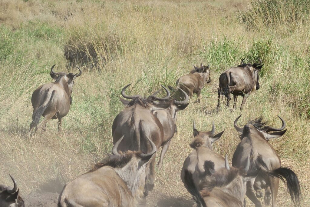 wildebeest migration map 2026