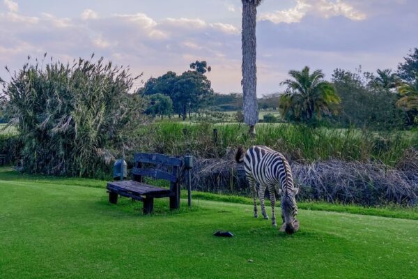 6 Days Kenya Flying Safari | Naivasha and Masai Mara