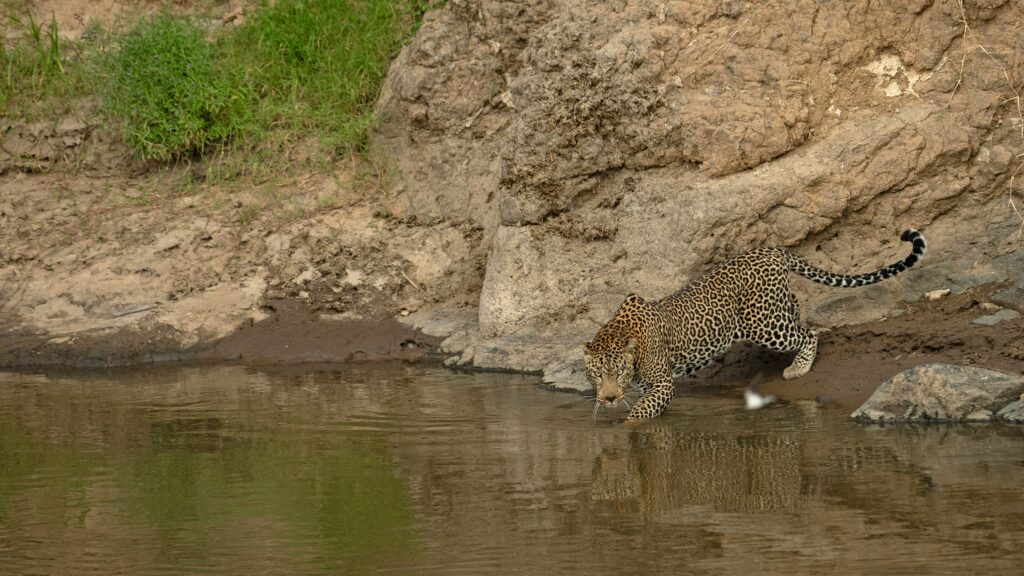 masai mara road safari